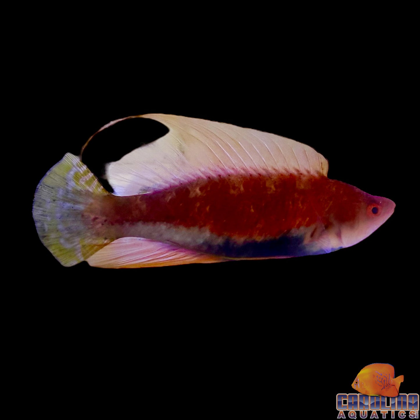 Wrasse - Fairy WhipFin Lg