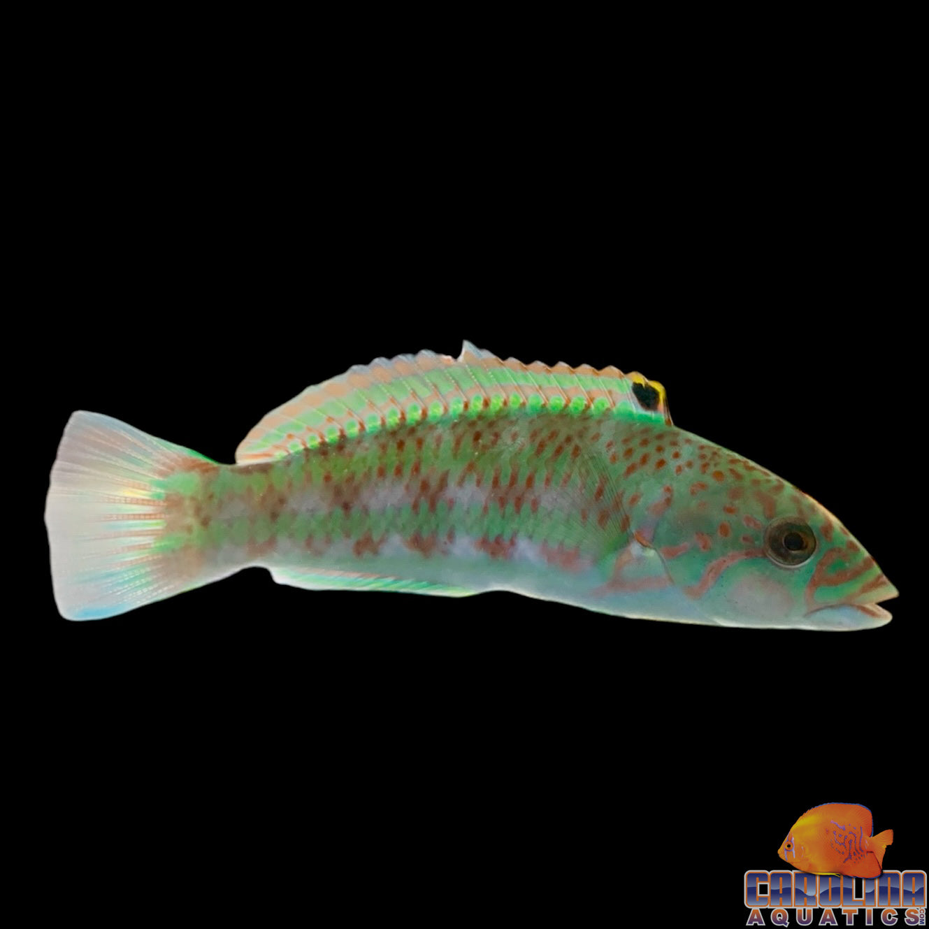 Wrasse - Surge