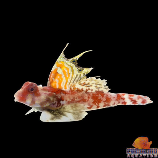 Blenny - Scooter Red