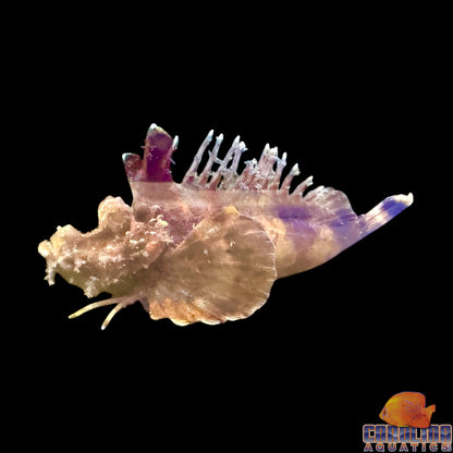 Scorpionfish - Demon Stinger