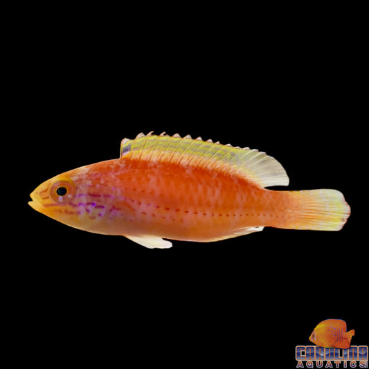 Wrasse - Fairy Kato's