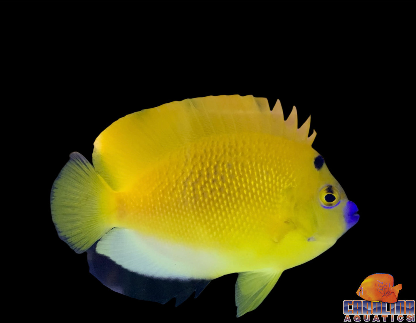 Angel - Flagfin Md/Lg