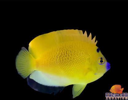 Angel - Flagfin Md/Lg