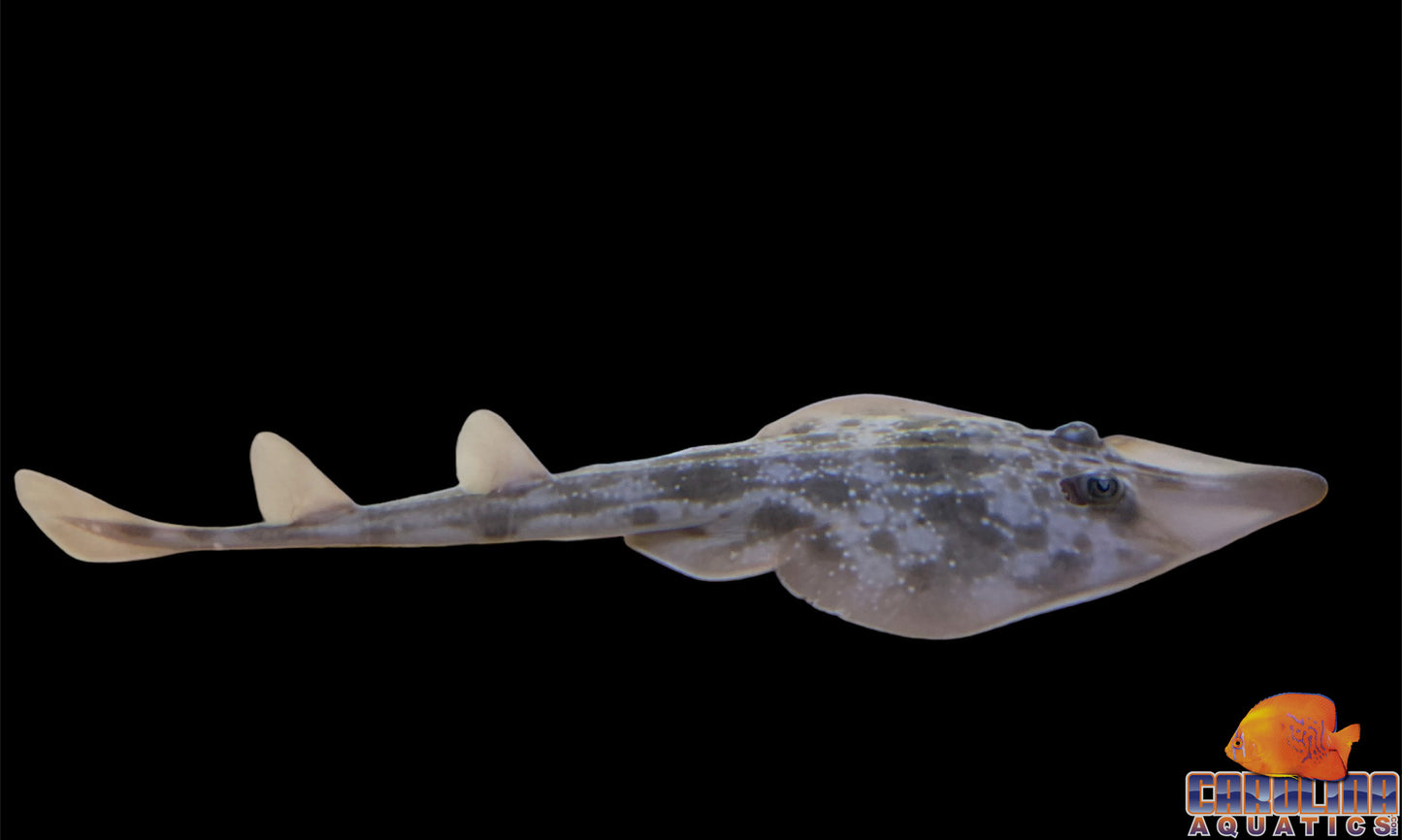 Guitarfish - Atlantic XL