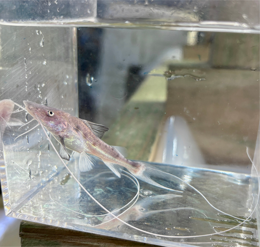 Catfish - Peru Piraiba 2-2.5in