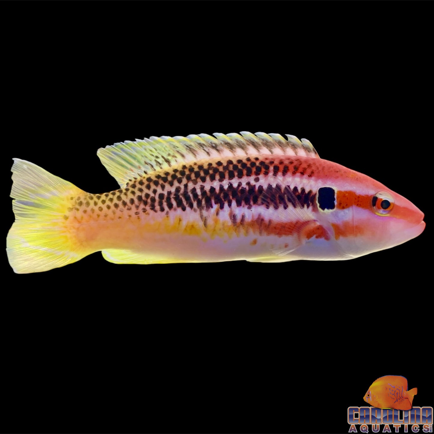 Hogfish - Izu's Adult XL