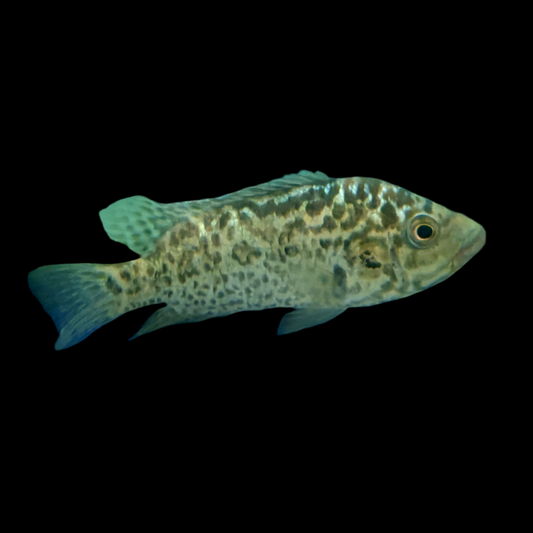 Cichlid - Cuban Lg 4-5in