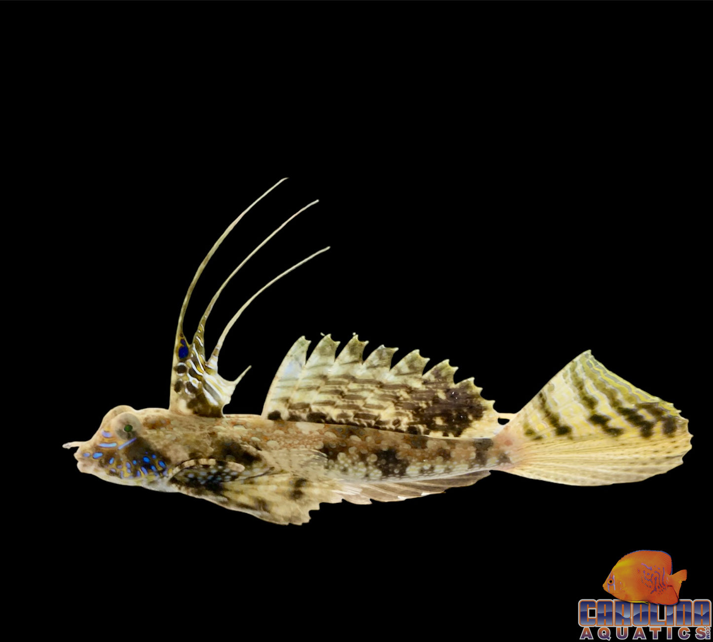 Blenny - Scooter Mother