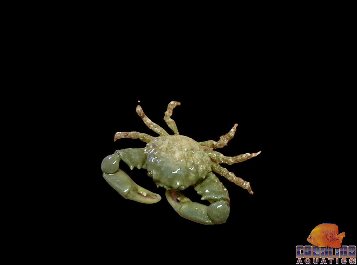 Crab - Emerald