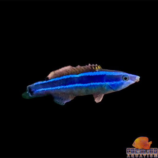 Wrasse - Four Line Cleaner