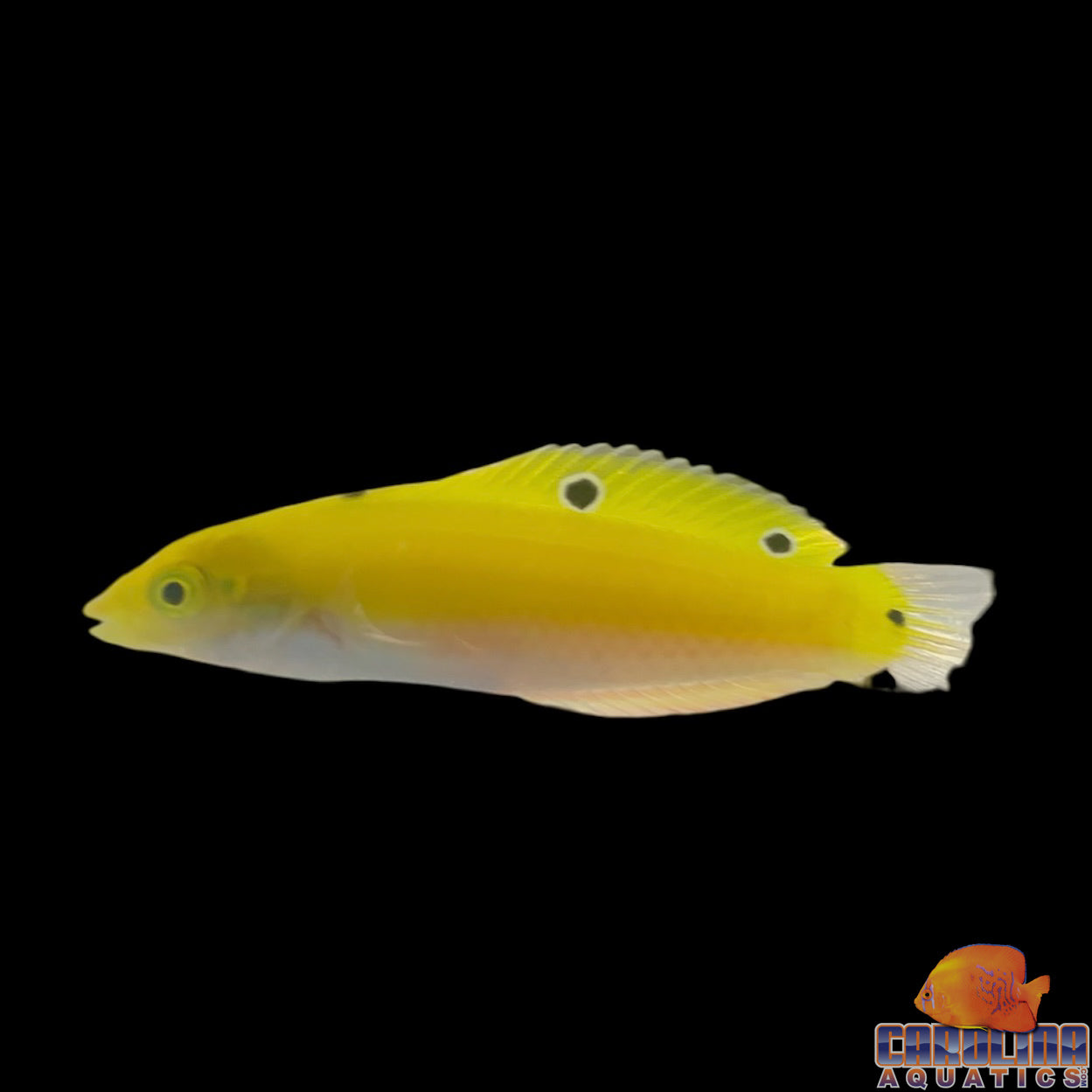 Wrasse - Coris Yellow (Indian)