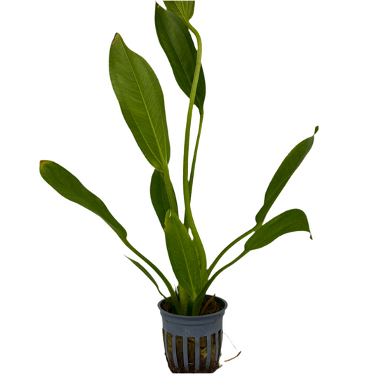 Sword Melon Potted