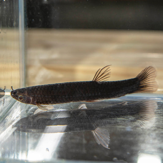 Misc - African Blood Fish Lg