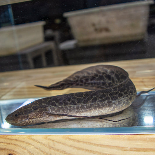 Misc - Lungfish African Marbled Lg 8-12in