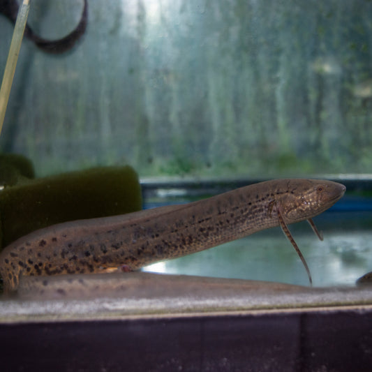 Misc - Lungfish African Spotted Med