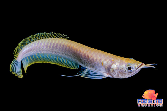 Misc - Arowana Albino Silver 4-5in
