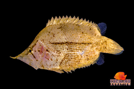 Leaf Fish - Amazon Med