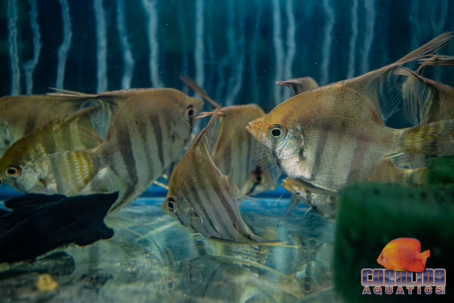 Angel - Essequibo 'Red Dragon' M/L