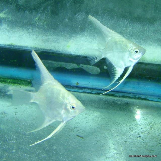 Angel - Platinum Med