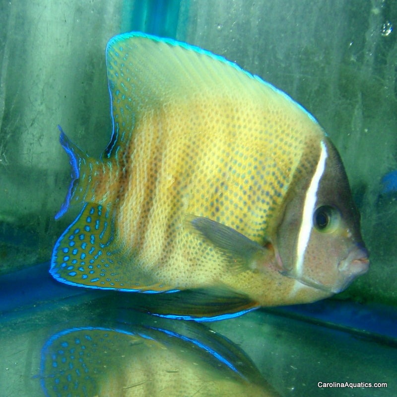 Angel - Six Bar Adult Md/Lg