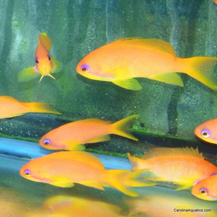 Anthias - Squamipinnis Female Lg