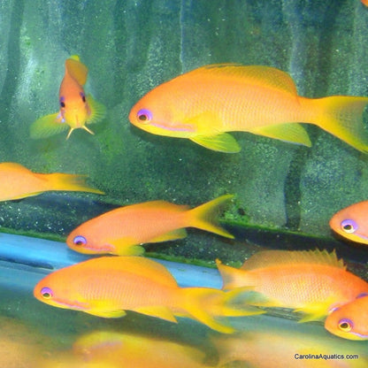 Anthias - Squamipinnis Female Lg