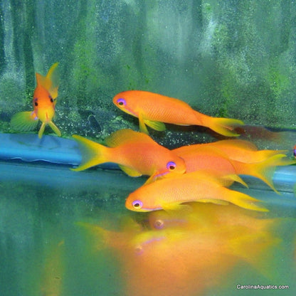 Anthias - Squamipinnis Female Lg