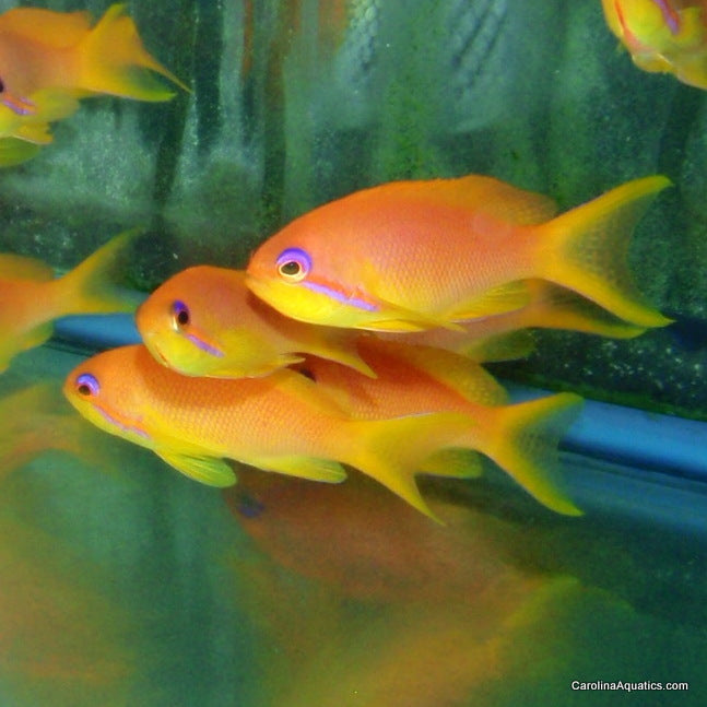 Anthias - Squamipinnis Female Lg