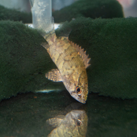 Leaf Fish - Asian