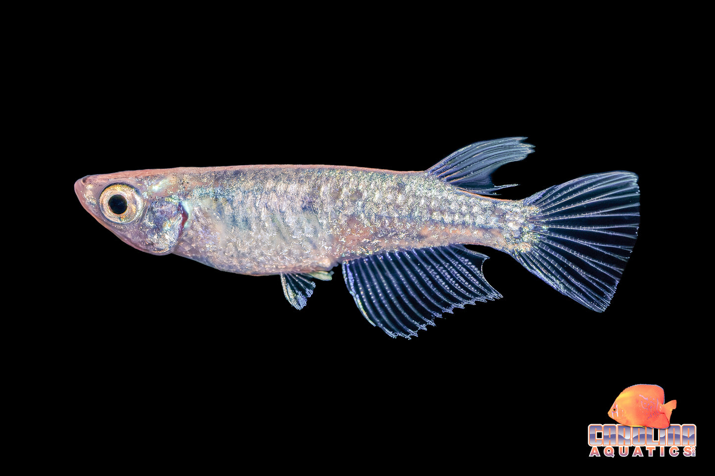 Misc - Rice Fish (Medaka) Asstd. Color