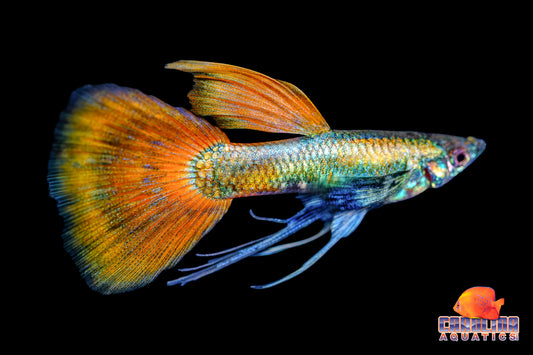 Guppy - Asst. Ribbon