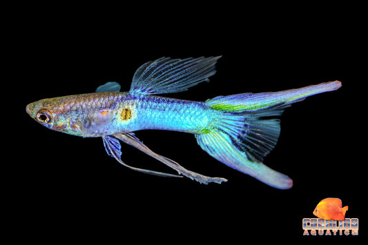 Guppy - Asst. Ribbon