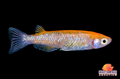 Misc - Rice Fish (Medaka) Asstd. Color