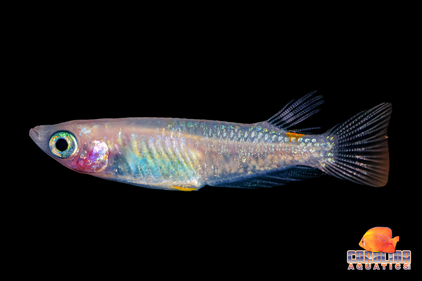 Misc - Rice Fish (Medaka) Asstd. Color