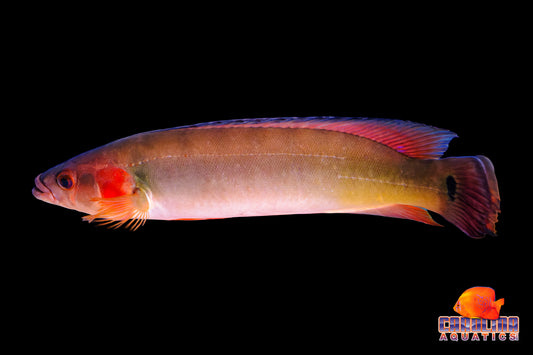 Cichlid - Atabapo Red Pike Lg