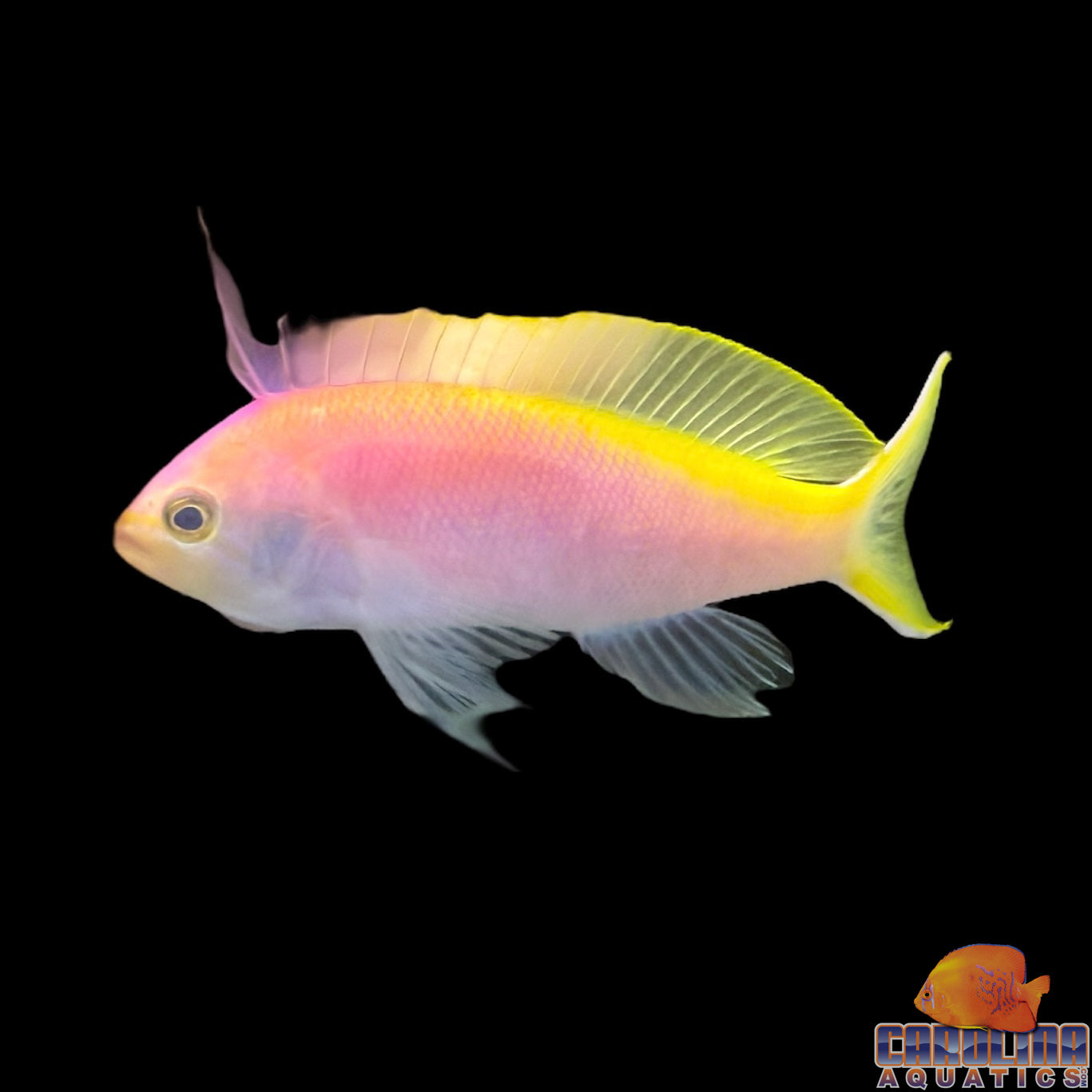 Anthias - Bartletts