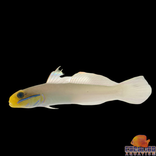 Goby - Sleeper Golden Head