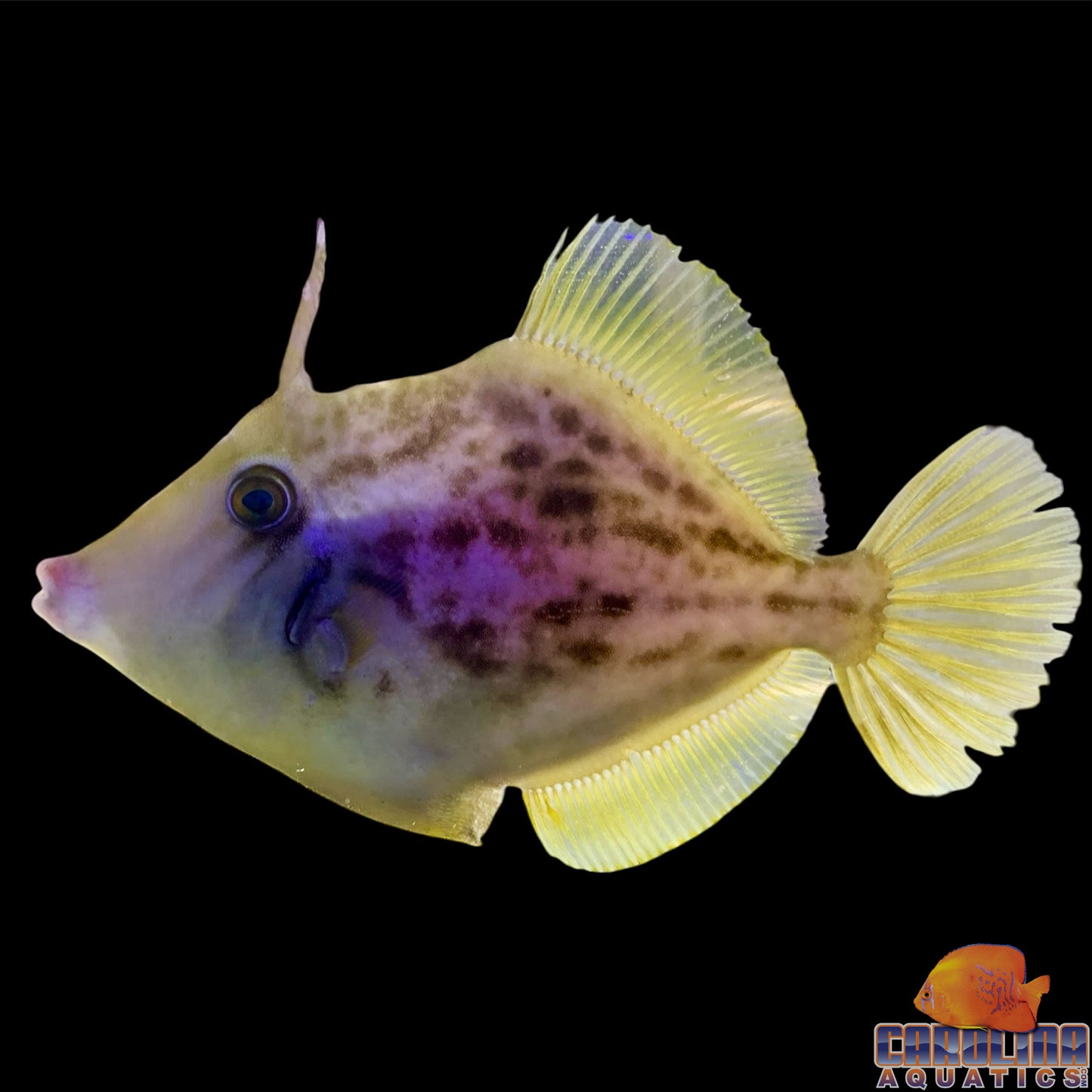 Filefish - Planehead Lg