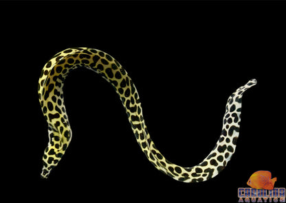 Eel - Tessalata Md/Lg