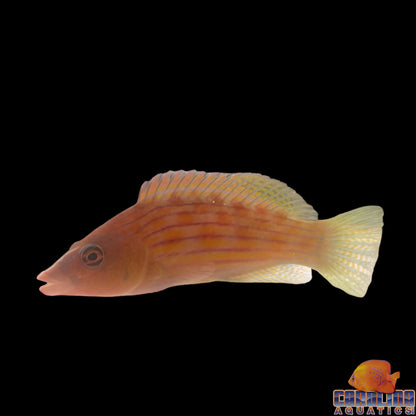 Wrasse - Eight line