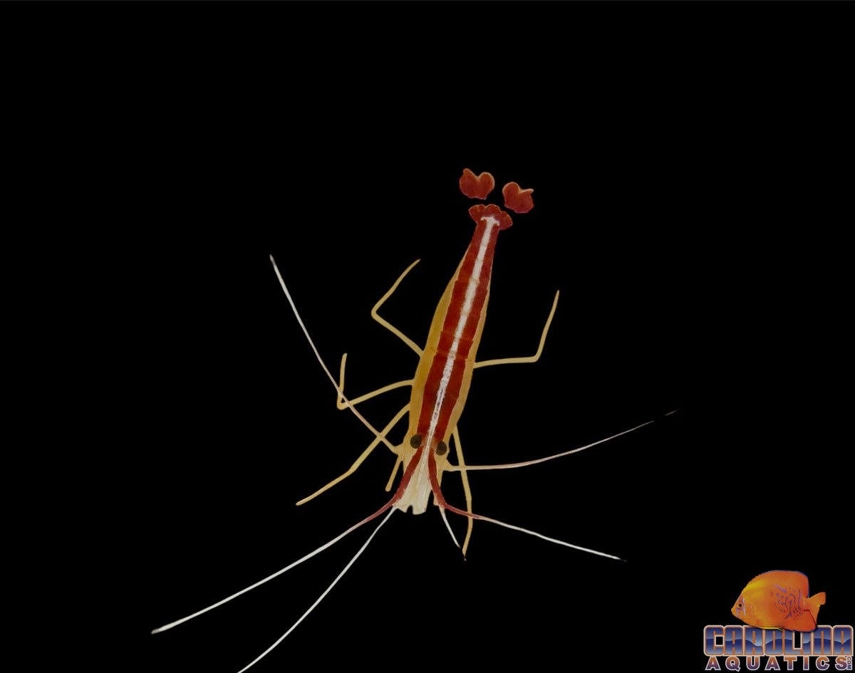 Shrimp - Cleaner Md
