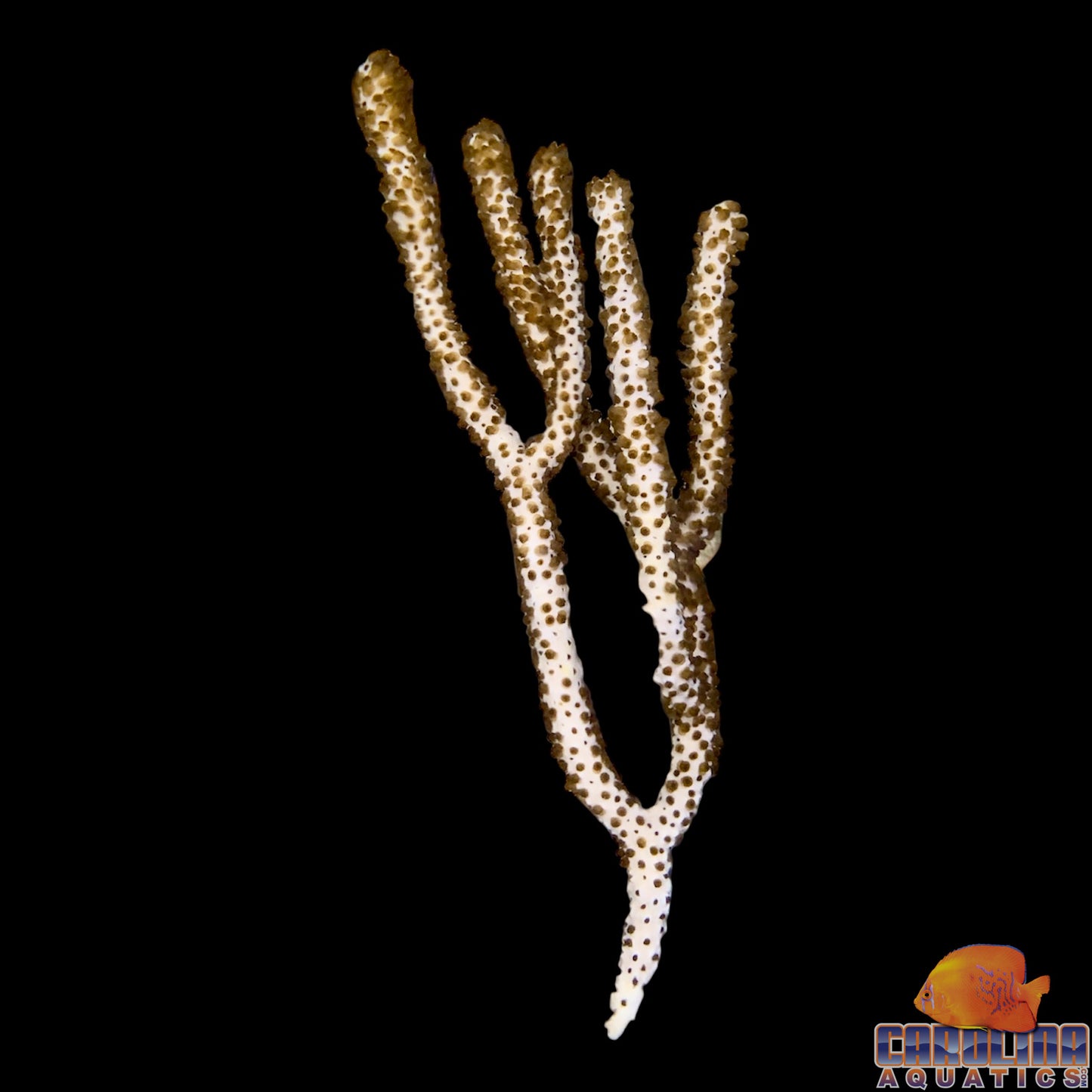 Gorgonian - Slit Pore