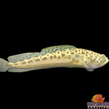 Goby - Southern Stargazer