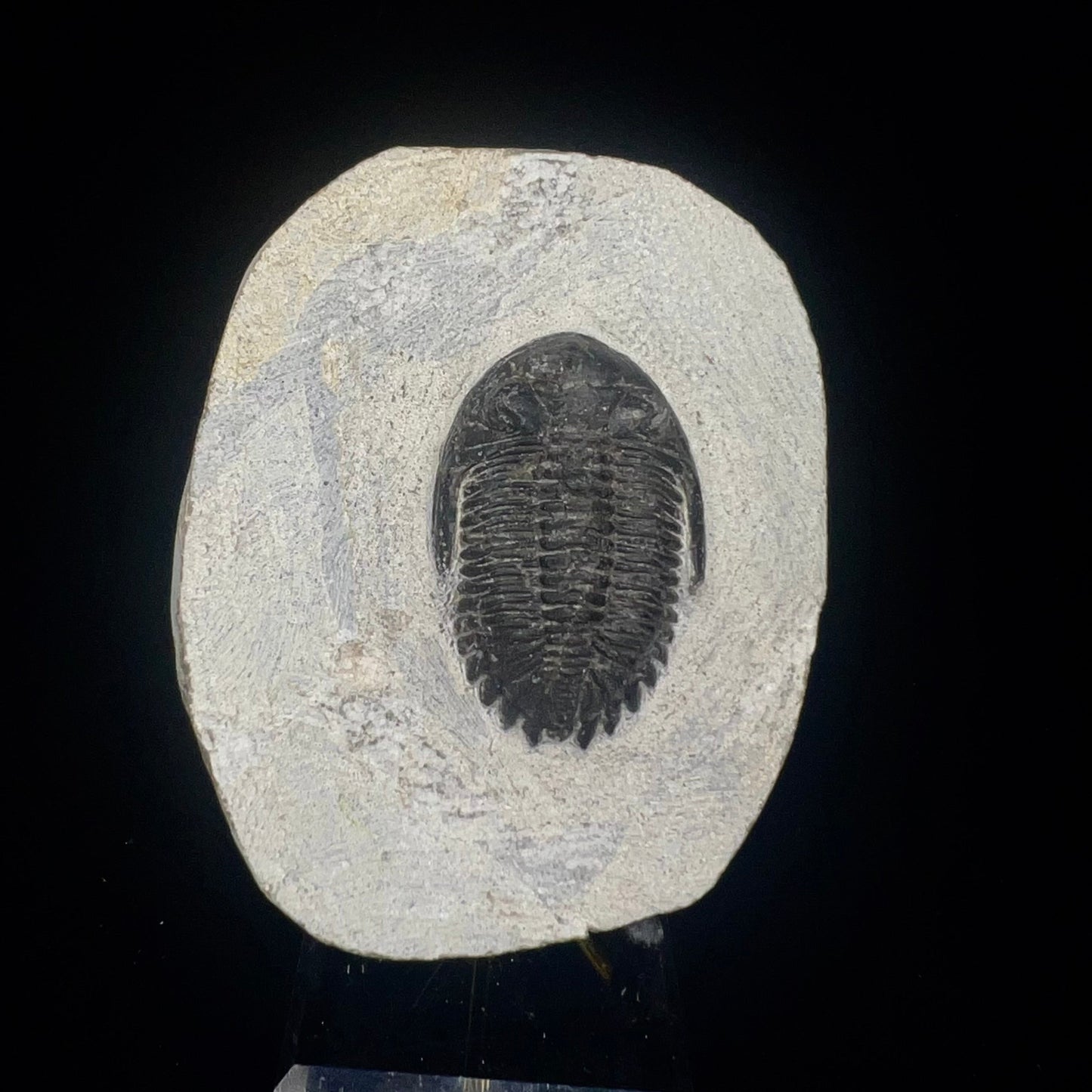 Metacanthian Trilobite in Matrix