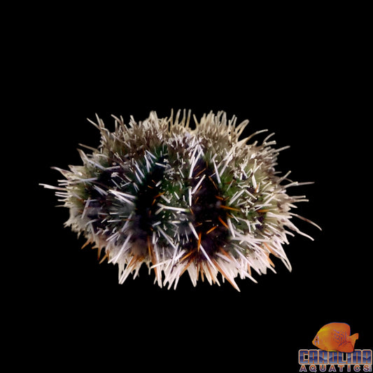 Urchin - Shortspine Colored