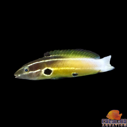 Wrasse - Allen's Tubelip