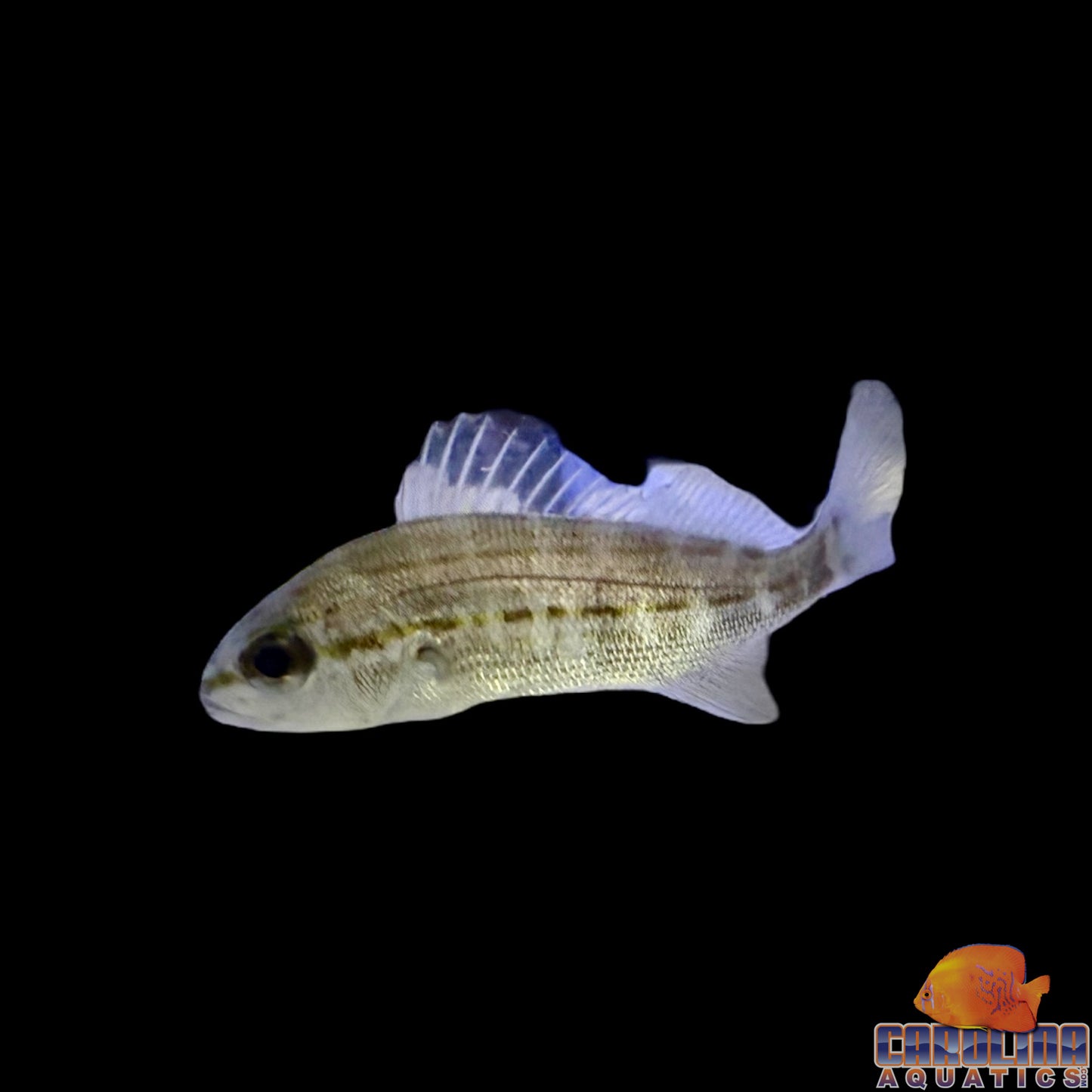 Grunt - Small Mouth