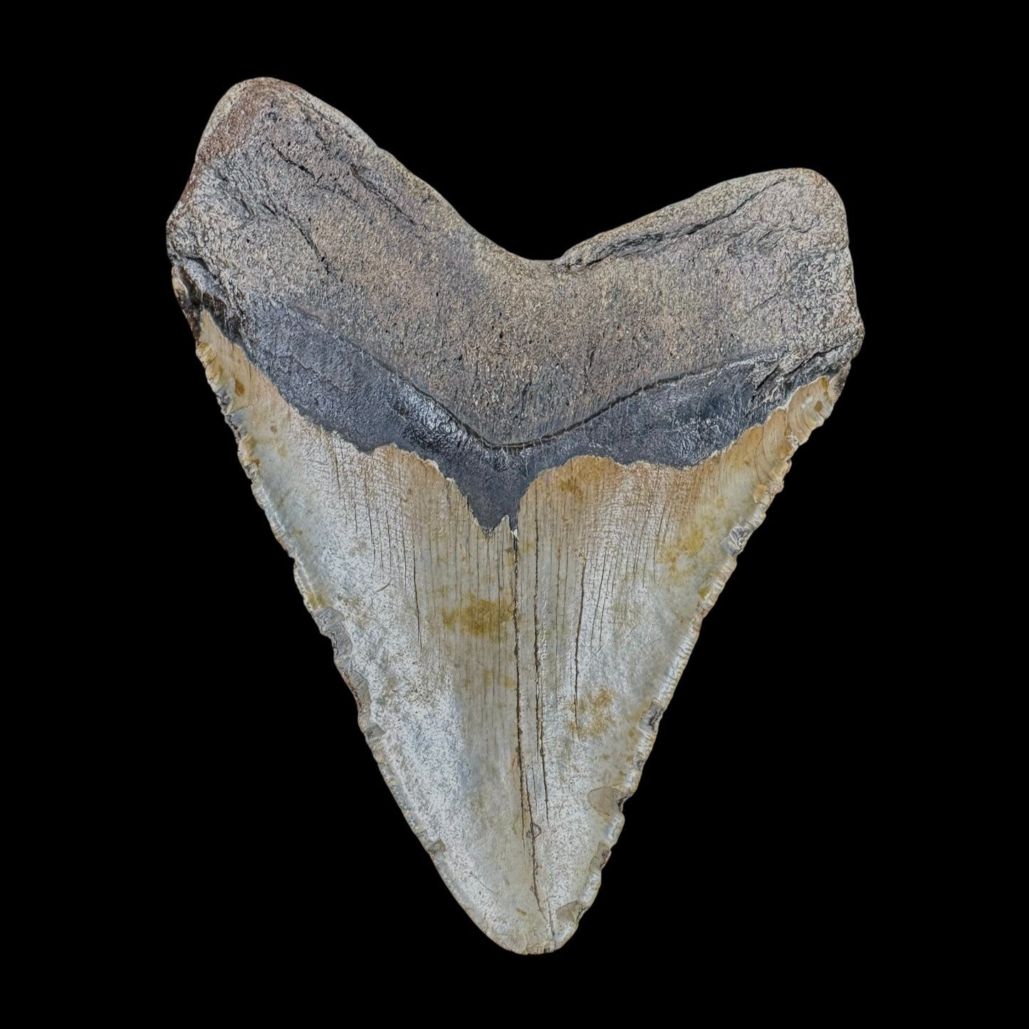 Megalodon Tooth