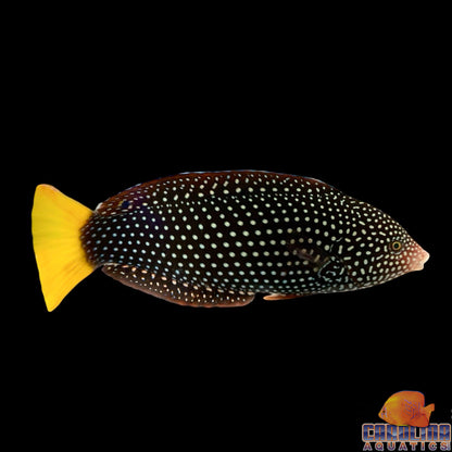 Wrasse - Spotted Lg