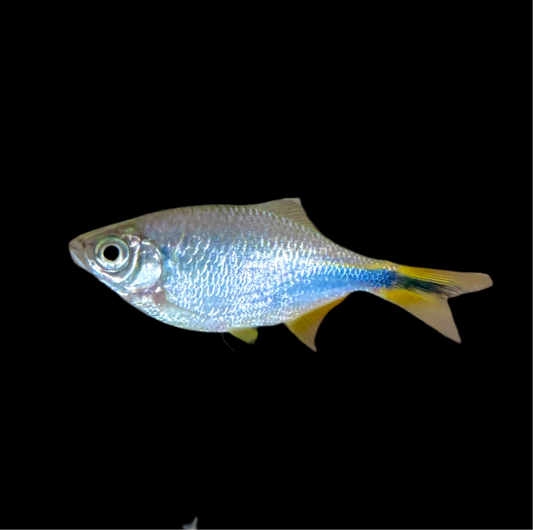 Danio - Bengal Blue Med